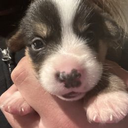 Blitzen - Black and tan female Pembroke Welsh Corgi puppy in Orangevale, California from Corgis of the Heart