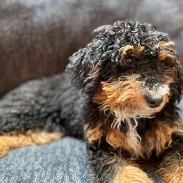 Luna - Bernedoodle