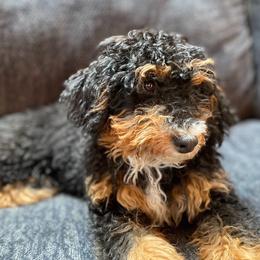Luna - Bernedoodle