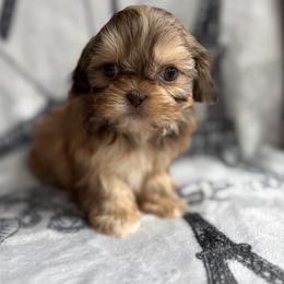 Tarzan - Liver male Shih Tzu puppy in Las Vegas, Nevada from Vegas Shih Tzus