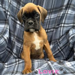 Lovie - Fawn female Boxer puppy in Cicero, New York from MK Boxer Haven of CNY