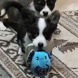 Bowzer - Black and white male Cardigan Welsh Corgi puppy in Myton, Utah from Cardigan Corgi Cuties 💓