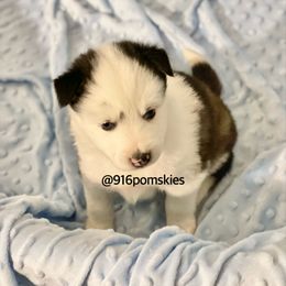 Pomsky Puppies from 916 Pomskies