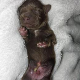 Juno - Chocolate male Shih Tzu puppy in Arcadia, Florida from Kitsune Cuddles and kisses