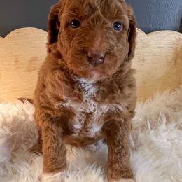Goldendoodle Puppies from The Doting Doodle