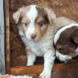 Rythym Blue - Red merle male Miniature Australian Shepherd puppy in Liberty Hill, Texas from Stone & Sage ATX Toy & Mini Aussies
