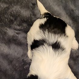 Biewer Terrier Puppies from Dignity Farms