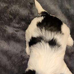 Biewer Terrier Puppies from Dignity Farms