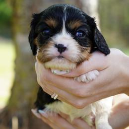 Cami - Tri-color female Cavalier King Charles Spaniel puppy in Lula, Georgia from Cavaliers by Crumley