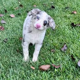 Samson - Blue merle male Miniature Australian Shepherd puppy in California from Eagle River Aussies