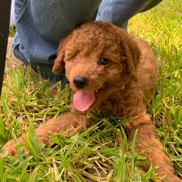 Max - Red  male Poodle puppy in Nacogdoches, Texas from BA Mini Poodles
