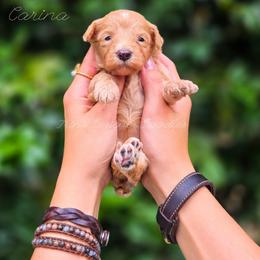 Carina - Red female Aussiedoodle puppy in Centreville, Mississippi from Trin's Designer Doodles