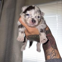 Skye - Blue merle female Pomeranian puppy in Okmulgee, Oklahoma from 918 Pomeranians