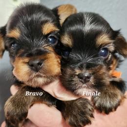 Finale - Black and tan male Yorkshire Terrier puppy in Ben Wheeler, Texas from Nana's Yorkie Crew