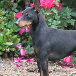 Manchester Terriers from Rustic Lane Manchester Terriers