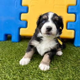 Duval - Black tri-color male Australian Shepherd puppy in Jacksonville, Florida from Autumn's Aussies