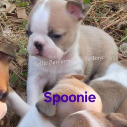 Girl 3 - Blue female Boston Terrier puppy in Griffin, Georgia from Celtic Kennel Bostons