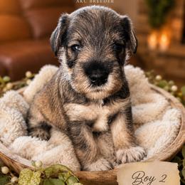 Boy 2 - Salt and pepper male Miniature Schnauzer puppy in Kersey, Colorado from Fosters Schnauzers