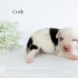 Cody - Blue merle male Miniature Australian Shepherd puppy in Wooster, Ohio from Kari's Mini Aussies