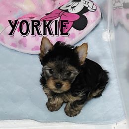 Morkie, Shih Tzu, and Yorkshire Terrier Puppies from Tiny Puppies World