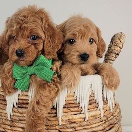 Cavapoo puppies from Oodles O'Doodles