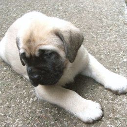 Mastiffs from Marcy Mtn Mastiff