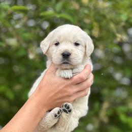 Orange Collar Boy - Light golden male Golden Retriever puppy in Utah from Deseret Peak Goldens