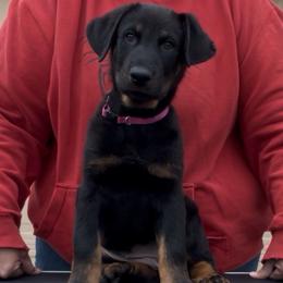 Pearl (Dark Pink collar) - Black and rust female Beauceron puppy in Waller, Texas from Côté Obscur