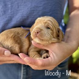 Woody - Caramel male Australian Labradoodle puppy in Morgan Hill, California from Loving Labradoodles