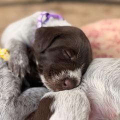 Purple - Brown and gray female Wirehaired Pointing Griffon puppy in Sheldon, Vermont from Ole Poor Farm