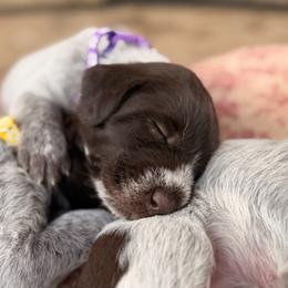 Purple - Brown and gray female Wirehaired Pointing Griffon puppy in Sheldon, Vermont from Ole Poor Farm