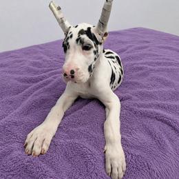 Aurora - Harlequin female Great Dane puppy in Brooksville, Florida from Follow My Lead Great Danes