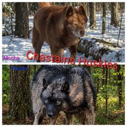 Mocha Female 4 - Red and white female Siberian Husky puppy in Hiawassee, Georgia from Chastains Huskies