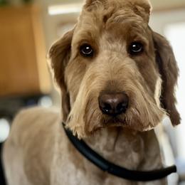 Moose - Goldendoodle