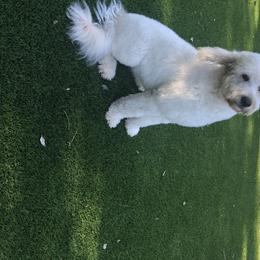 Koda - Goldendoodle
