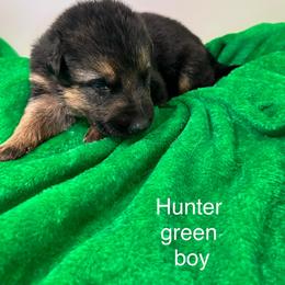 Puppy 1 - Black and tan male German Shepherd puppy in Grand Rivers, Kentucky from Von Frieden German Shepherds LLC