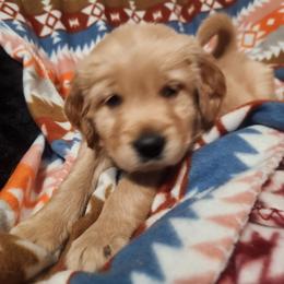 Girl 3 - Golden female Golden Retriever puppy in Sagle, Idaho from Little Shadow Retrievers