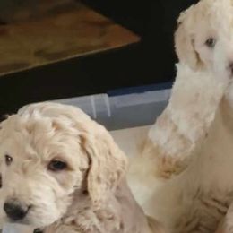 Goldendoodles from Blessed and Graced Goldendoodles of Texas