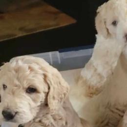 Goldendoodles from Blessed and Graced Goldendoodles of Texas