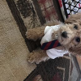 Fluffy  - Poodle