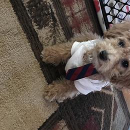 Fluffy  - Poodle