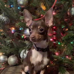 Chiquita Pepita - Chihuahua