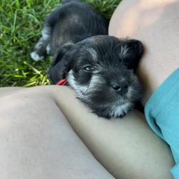 Miniature Schnauzer Puppies from Miles Family Schnauzers