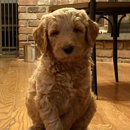 Goldendoodle Puppies from Teddy Bear Goldendoodles