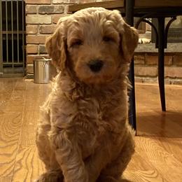 Goldendoodle Puppies from Teddy Bear Goldendoodles