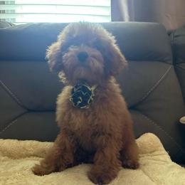 Girl 3 - Red  female Poodle puppy in California from Central Valley Scotties