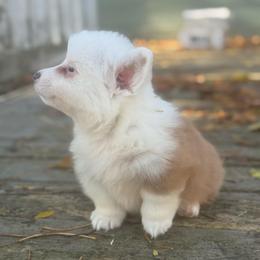 Jasper (fluffy) - Fawn and white male American Corgi puppy in East Oakdale, California from Rhettro Kennels