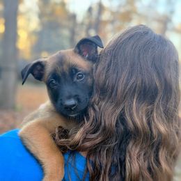 Onyx - Fawn male Belgian Malinois puppy in Linwood, Michigan from Gillis Malinois LLC
