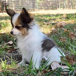 Napoleon (Nippers) - White and sable male Papillon puppy in Mountain Home, Arkansas from King's Papillons
