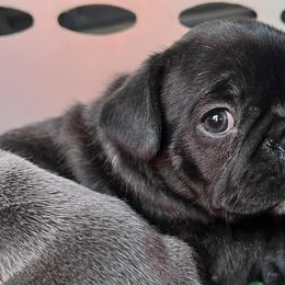 French Bulldogs from The French Bulldog Revolution
